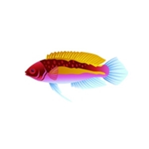 Velvet Multi Fairy Wrasse